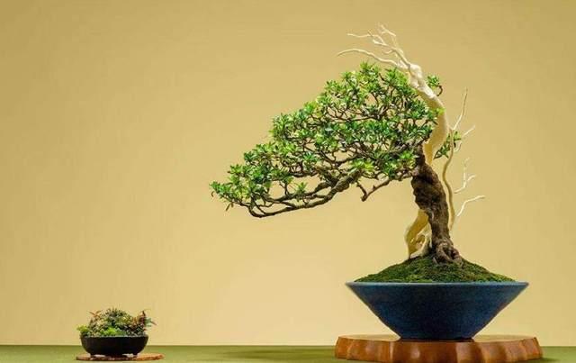 養好盆景不簡單，盆景「四德」你瞭解嗎？