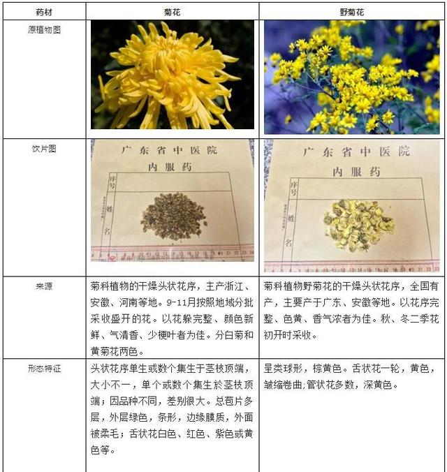 菊花和野菊花，其實功效大不同！這麼多年一直吃錯了