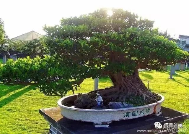 三十三盆盆景 三十三種震撼 