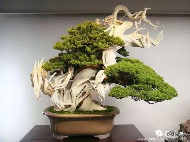 三十三盆盆景 三十三種震撼 