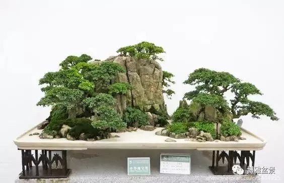 三十三盆盆景 三十三種震撼 