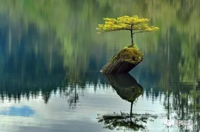 三十三盆盆景 三十三種震撼 