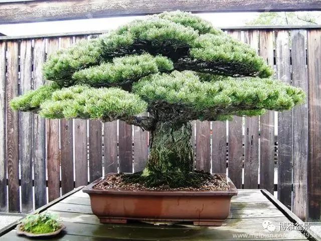 三十三盆盆景 三十三種震撼 