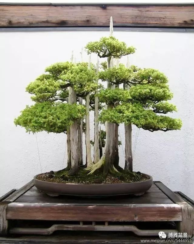 三十三盆盆景 三十三種震撼 