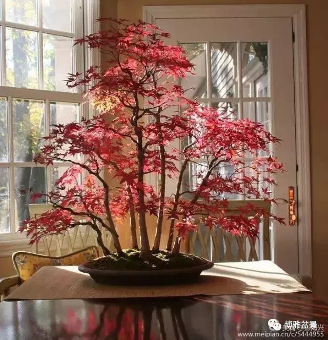 三十三盆盆景 三十三種震撼 