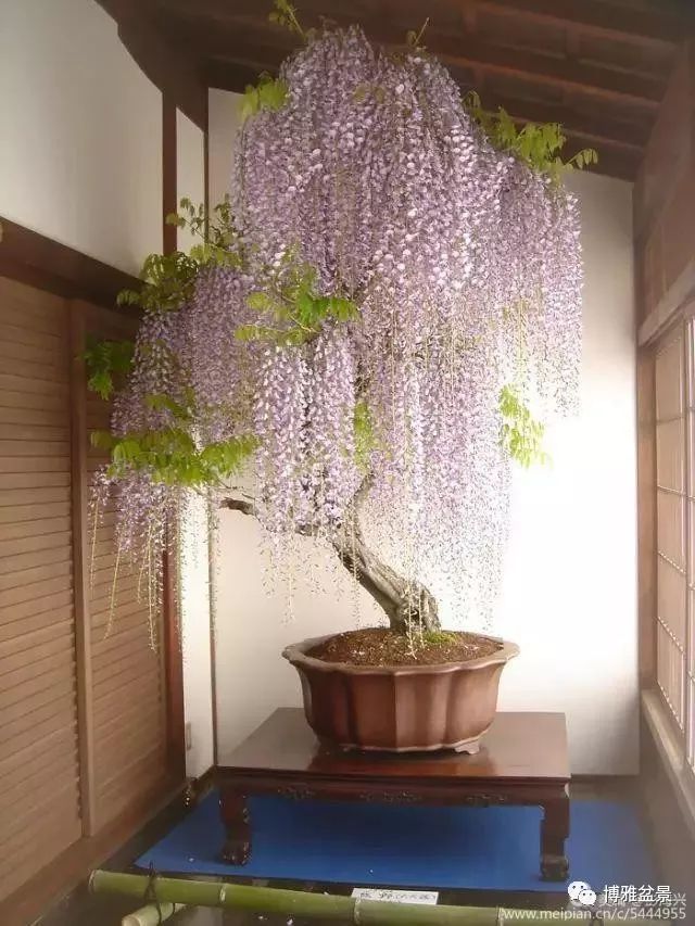 三十三盆盆景 三十三種震撼 