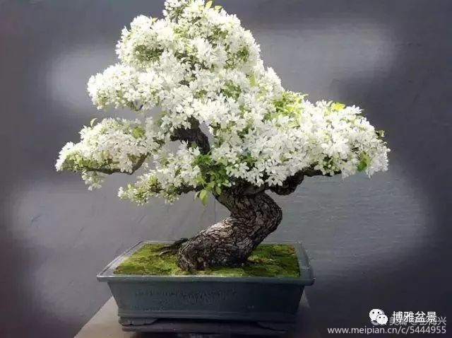 三十三盆盆景 三十三種震撼 