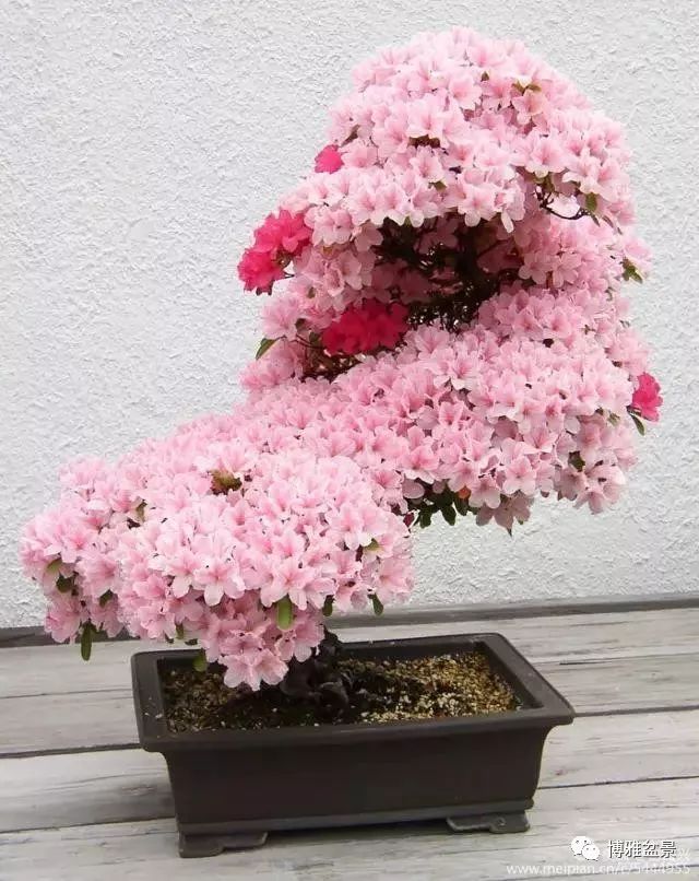 三十三盆盆景 三十三種震撼 
