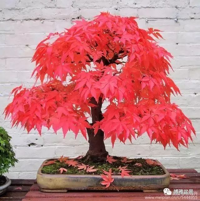 三十三盆盆景 三十三種震撼 
