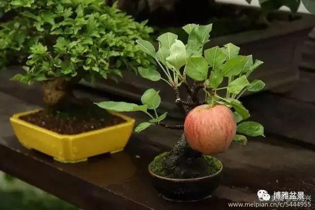 三十三盆盆景 三十三種震撼 