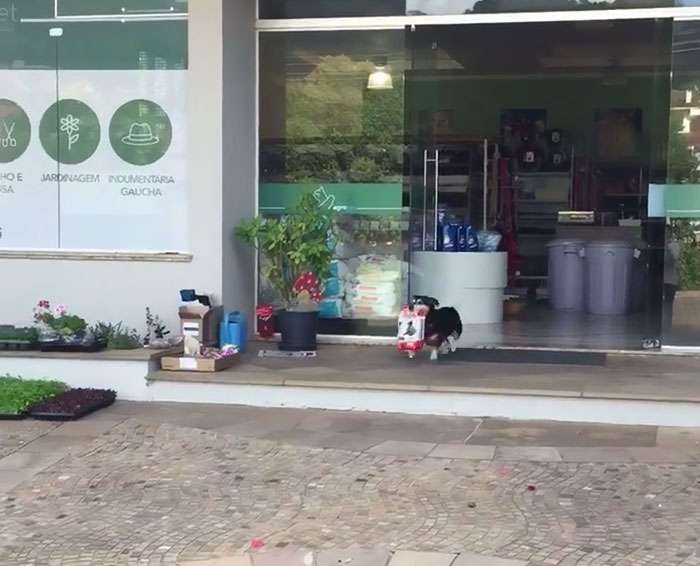 鏡頭跟著拍「汪汪自己買飯飯」　叼著戰利品奔回家的模樣有夠萌