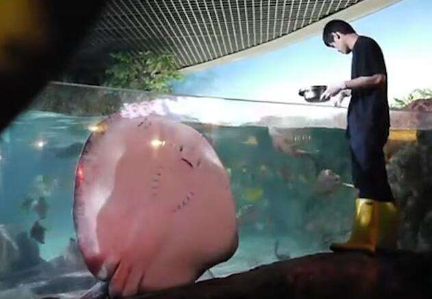 魟魚排隊等喂食被忽視「森77放大招」　討食成功得意離開萌翻了