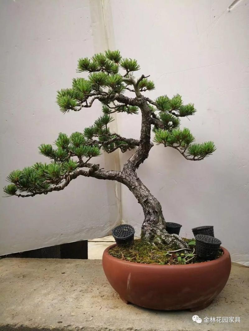盆景入坑必讀，少走彎路！ 