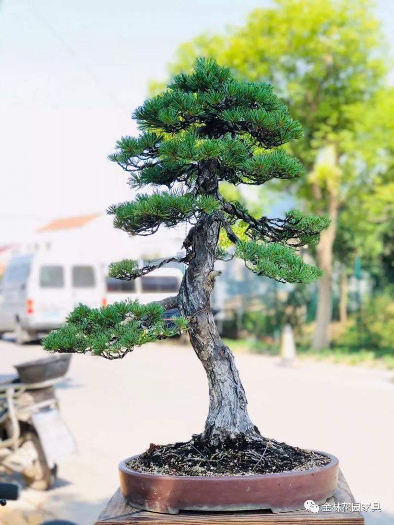 盆景入坑必讀，少走彎路！ 