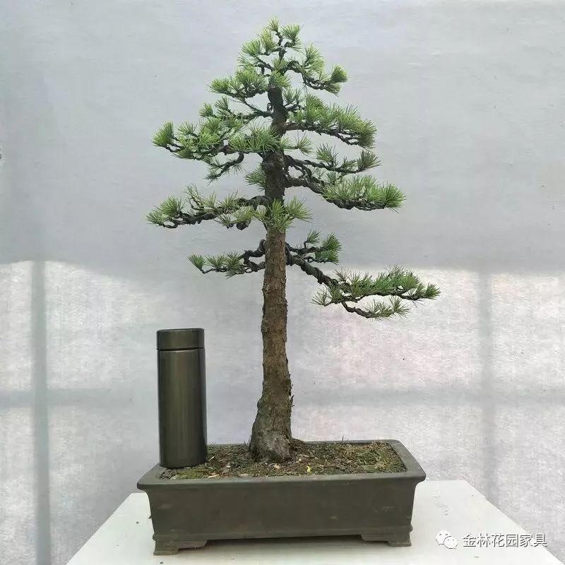 盆景入坑必讀，少走彎路！ 