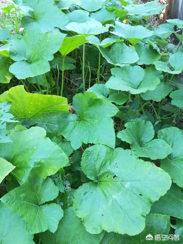 種下的南瓜為什麼只開花不結果實呢？？我想有以下三種情況:
