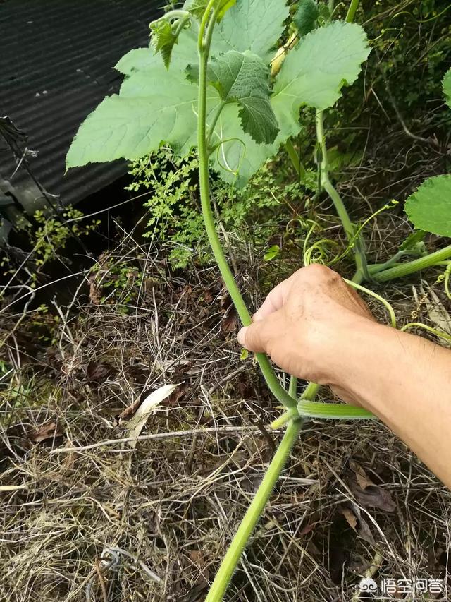 種下的南瓜為什麼只開花不結果實呢？？我想有以下三種情況: