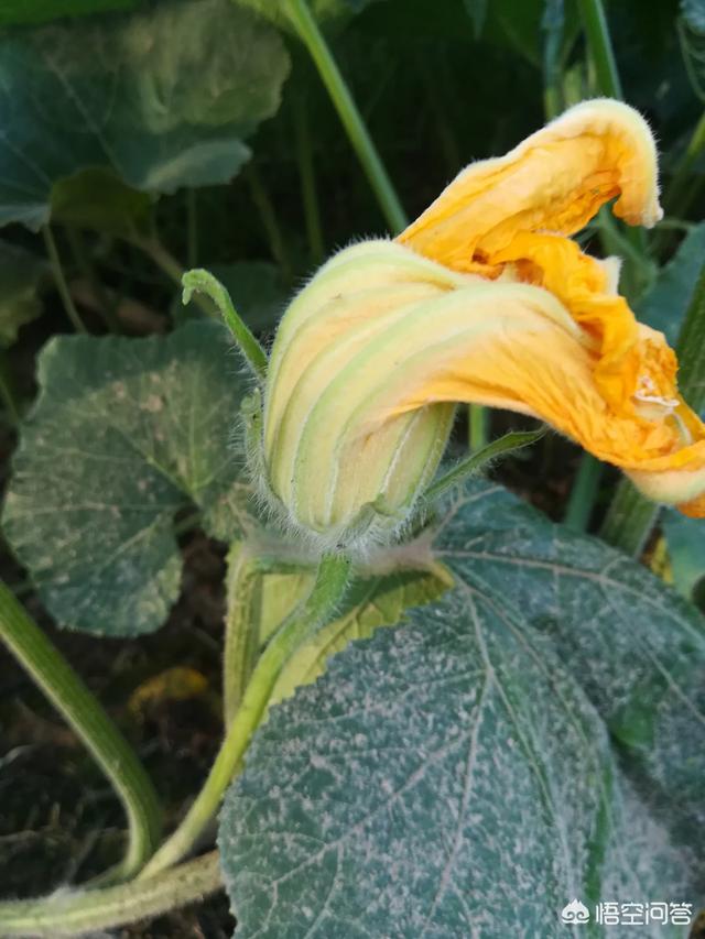 種下的南瓜為什麼只開花不結果實呢？？我想有以下三種情況: