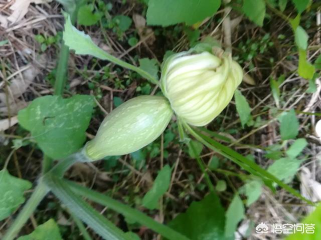 種下的南瓜為什麼只開花不結果實呢？？我想有以下三種情況: