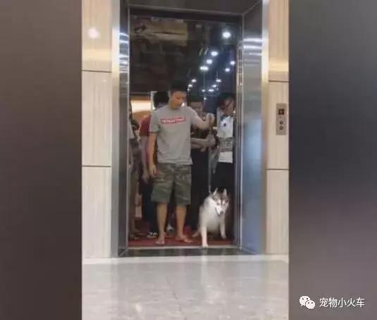 哈士奇跟主人進電梯超重，哈士奇表現讓網友直呼主人智商不如狗！ 