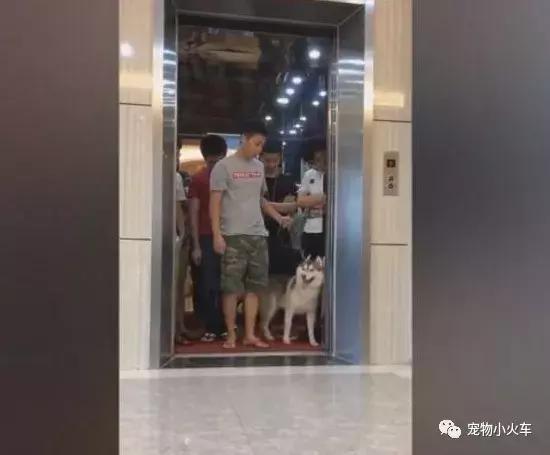 哈士奇跟主人進電梯超重，哈士奇表現讓網友直呼主人智商不如狗！ 