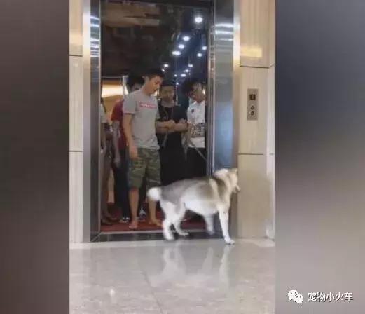 哈士奇跟主人進電梯超重，哈士奇表現讓網友直呼主人智商不如狗！ 