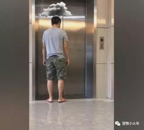 哈士奇跟主人進電梯超重，哈士奇表現讓網友直呼主人智商不如狗！ 