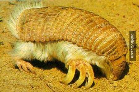 9種超像外星生物的動物，看前要有心理準備，小心不要讓你的下巴掉下來。
