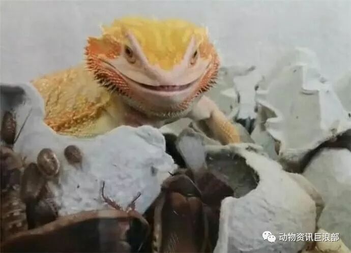 把蜥蜴放進裝滿蟑螂的盒子 蜥蜴露出「神祕笑容」
