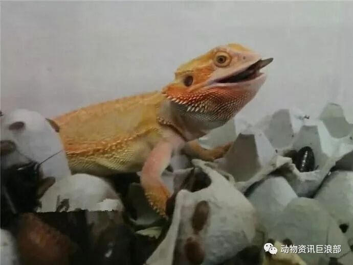 把蜥蜴放進裝滿蟑螂的盒子 蜥蜴露出「神祕笑容」