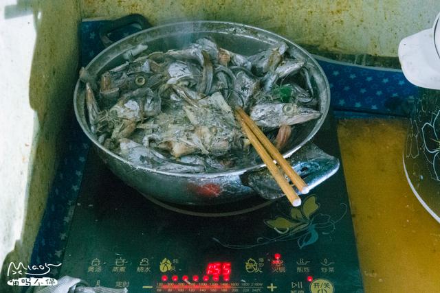 北京好心阿姨喂養流浪貓10年，人稱貓司令，一到開飯貓貓排成一排