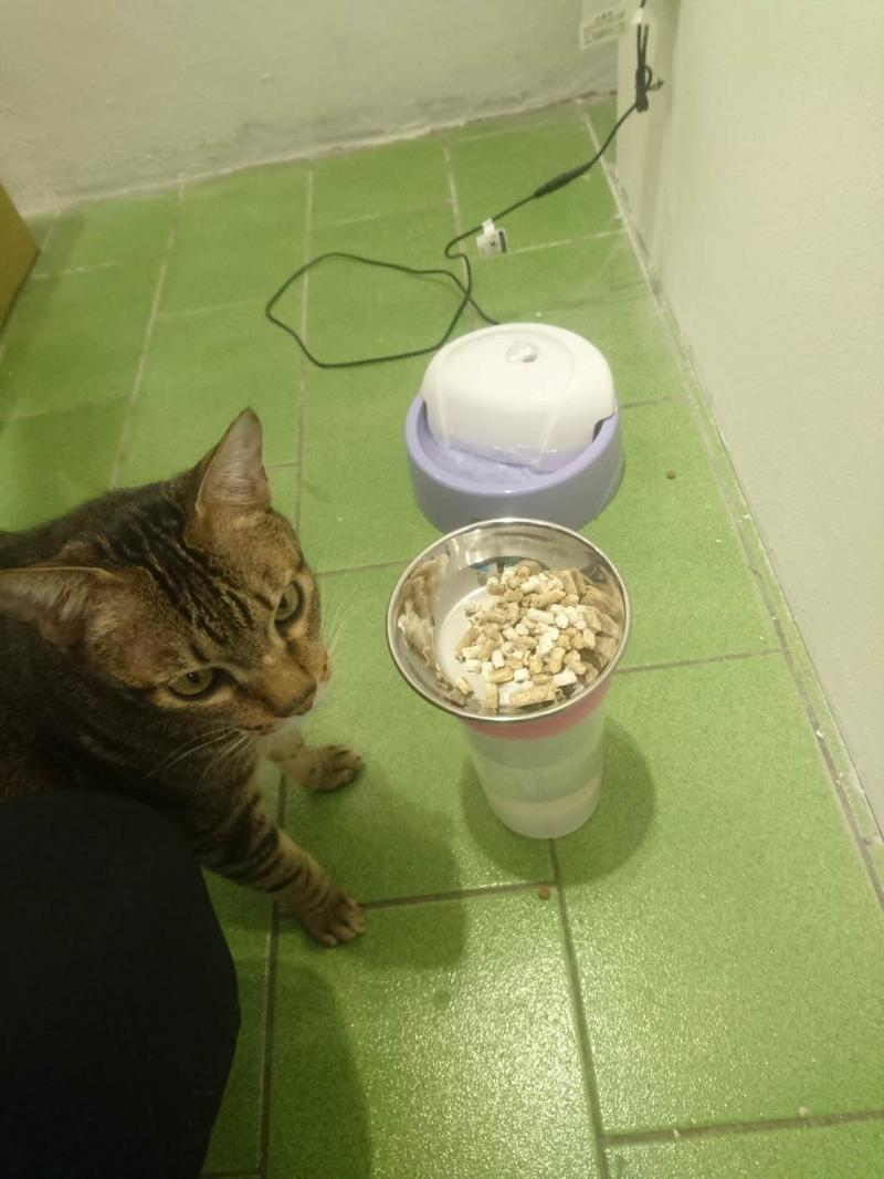 乖乖吃喔～爸爸好心幫主子倒飼料吃　鏟屎官回家一看「眼神大變」：是要朕吃屎嗎 