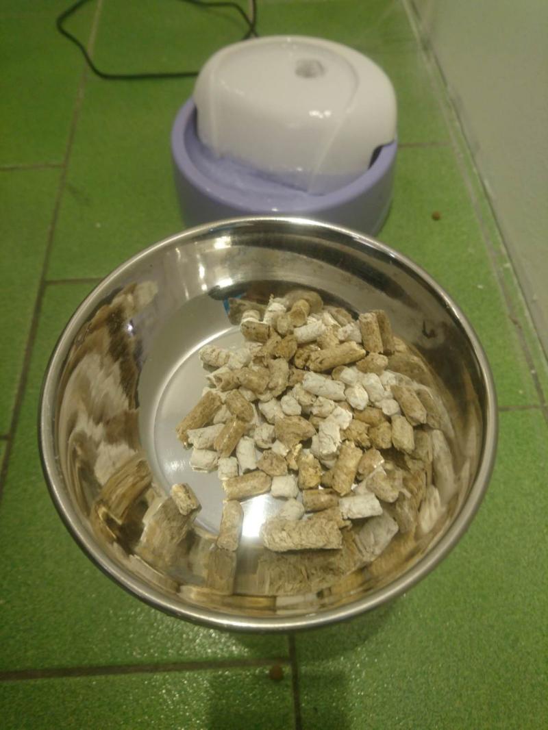 乖乖吃喔～爸爸好心幫主子倒飼料吃　鏟屎官回家一看「眼神大變」：是要朕吃屎嗎 