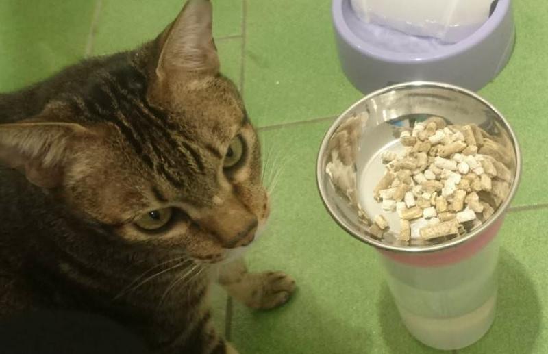 乖乖吃喔～爸爸好心幫主子倒飼料吃　鏟屎官回家一看「眼神大變」：是要朕吃屎嗎 