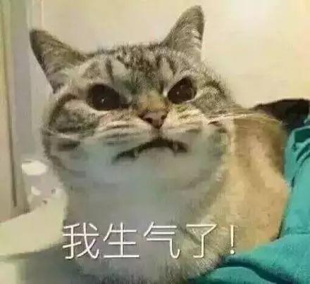 貓咪正生氣，主人厚著臉皮上來擼貓還求親親，果斷換來一頓暴打 