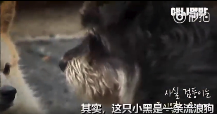 嗚嗚我好想你！流浪狗每天堅持翻牆卻「見不到思念的好朋友」，結局40萬人噴淚 