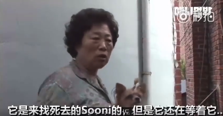 嗚嗚我好想你！流浪狗每天堅持翻牆卻「見不到思念的好朋友」，結局40萬人噴淚 