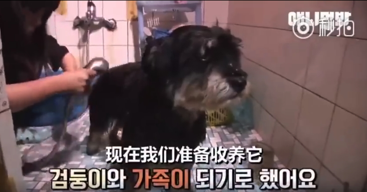嗚嗚我好想你！流浪狗每天堅持翻牆卻「見不到思念的好朋友」，結局40萬人噴淚 