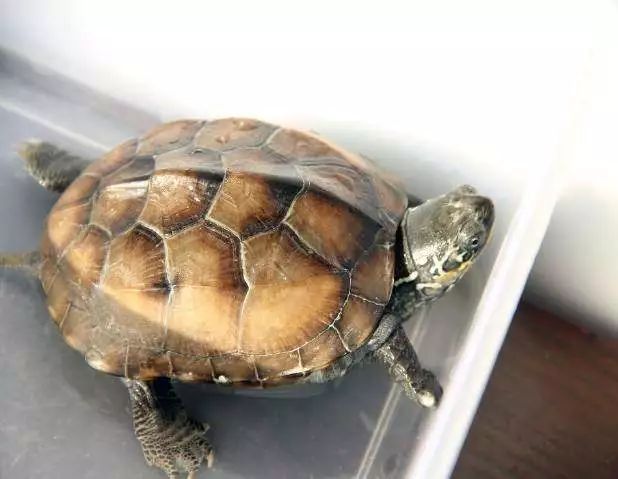 4隻金錢龜，你最想養哪只？測你7月的財運有多旺？  