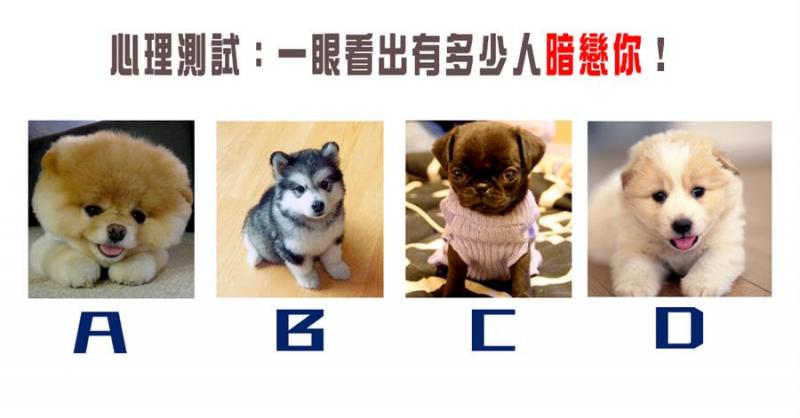 準確率99%！你喜歡哪隻小狗？一眼看出有多少人暗戀你！ 
