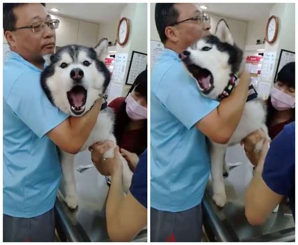 獸醫只是舉起二哈的腳，牠就「哀爸叫母」發出悲慘的叫聲...但當針打進去後，牠的反應反而讓眾人都傻眼了！ 