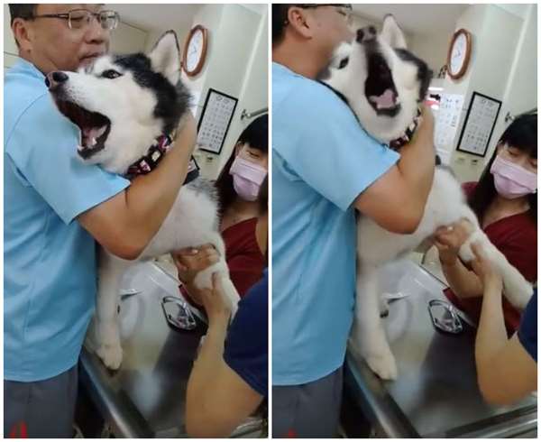 獸醫只是舉起二哈的腳，牠就「哀爸叫母」發出悲慘的叫聲...但當針打進去後，牠的反應反而讓眾人都傻眼了！ 