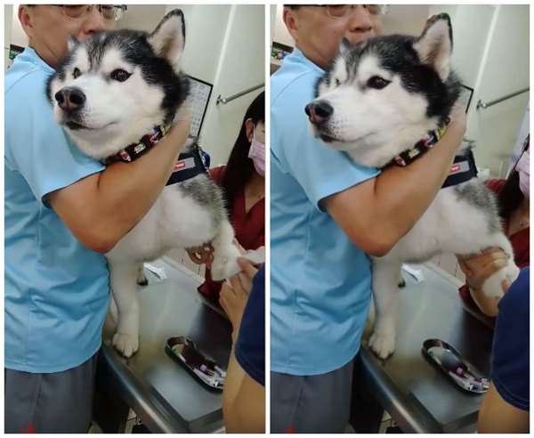獸醫只是舉起二哈的腳，牠就「哀爸叫母」發出悲慘的叫聲...但當針打進去後，牠的反應反而讓眾人都傻眼了！ 