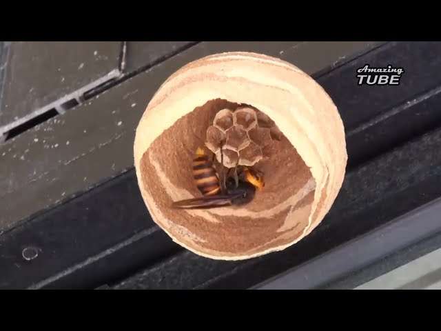 大黃蜂一點一點完成「新巢穴」　認真負責的「建造師」真的太神奇了 