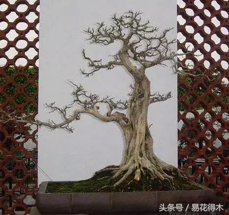 九里香盆景黃葉、掉葉的八大原因以及處理措施