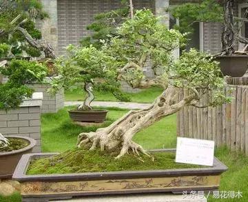 九里香盆景黃葉、掉葉的八大原因以及處理措施
