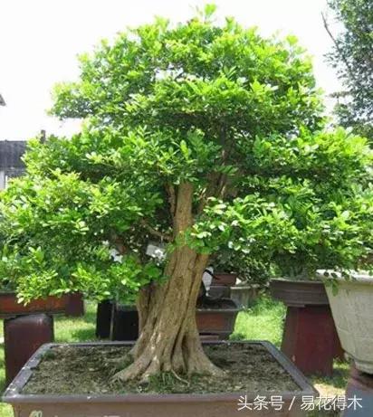 九里香盆景黃葉、掉葉的八大原因以及處理措施