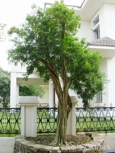九里香盆景黃葉、掉葉的八大原因以及處理措施