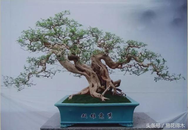 九里香盆景黃葉、掉葉的八大原因以及處理措施