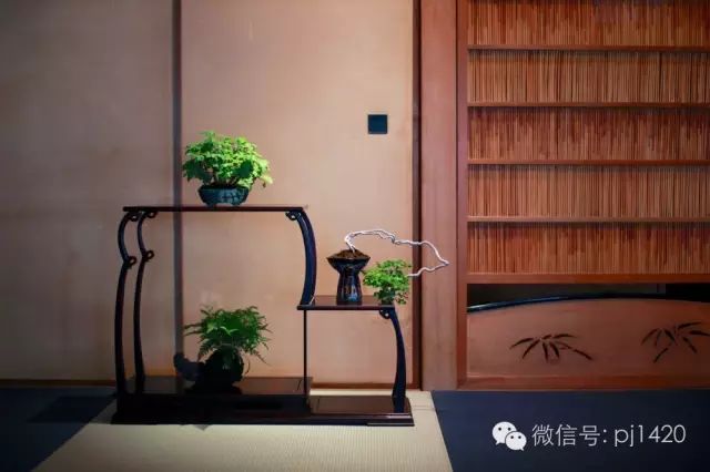 家中有一景，主人必富貴！ 